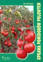 Uprawa pomidorów polowych