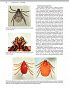 Parazytologia weterynaryjna Georgis - 4