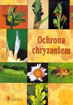 Ochrona chryzantem