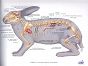 Atlas anatomii małych zwierząt - 3