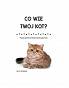 Co wie Twój kot? Poznaj sposób rozumienia świata przez koty