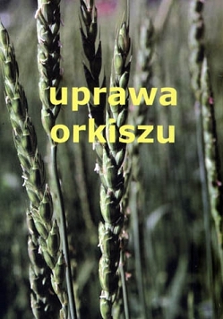 Uprawa orkiszu