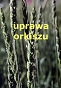 Uprawa orkiszu