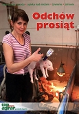 Odchów prosiąt