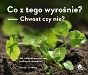 Co z tego wyrośnie? Chwast czy nie? 