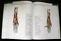 Atlas anatomii małych zwierząt laboratoryjnych - 3