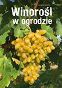 Winorośl w ogrodzie