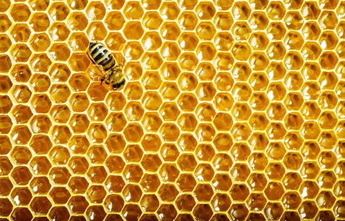 Tajemna mowa pszczół