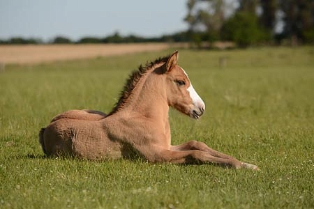 Kolka u koni – objawy, przyczyny, leczenie i zapobieganie