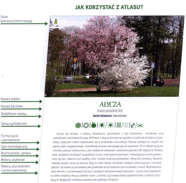 Wielki atlas roślin miododajnych